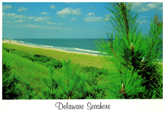 Vintage Delaware Postcard 4x6 Delaware Seashore Marketplace Merchandising Kevin Moore